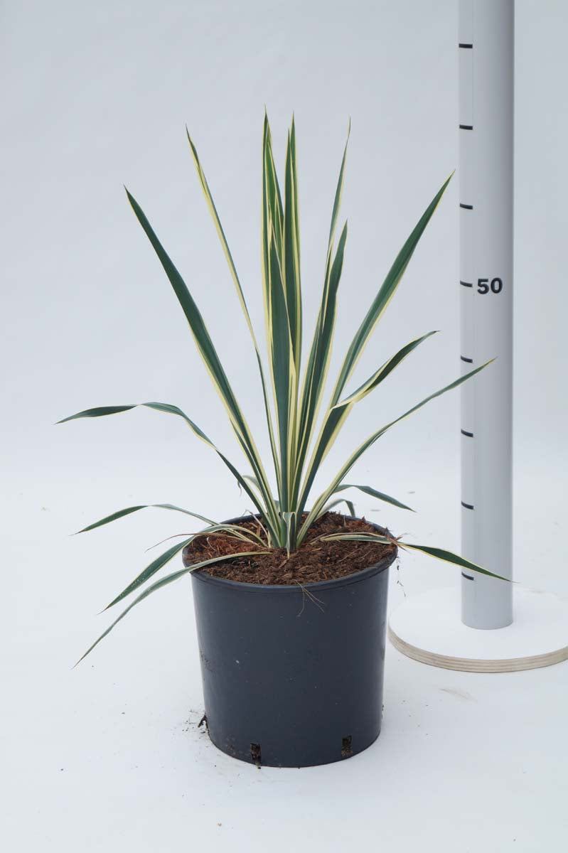 Yucca filamentosa 'Bright Edge'