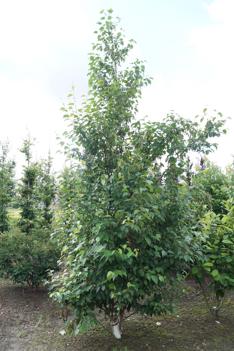 Betula utilis 'Fascination' op stam geveerd