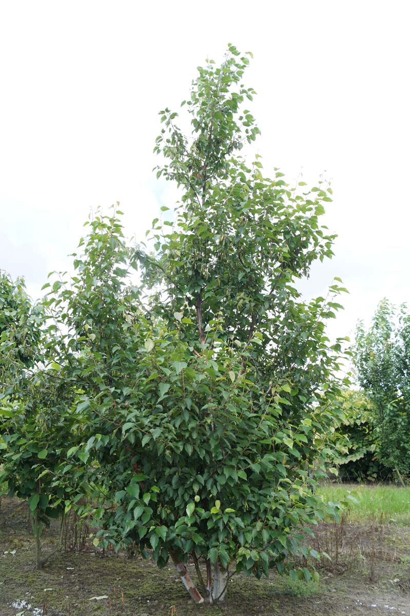 Betula utilis 'Fascination' op stam geveerd