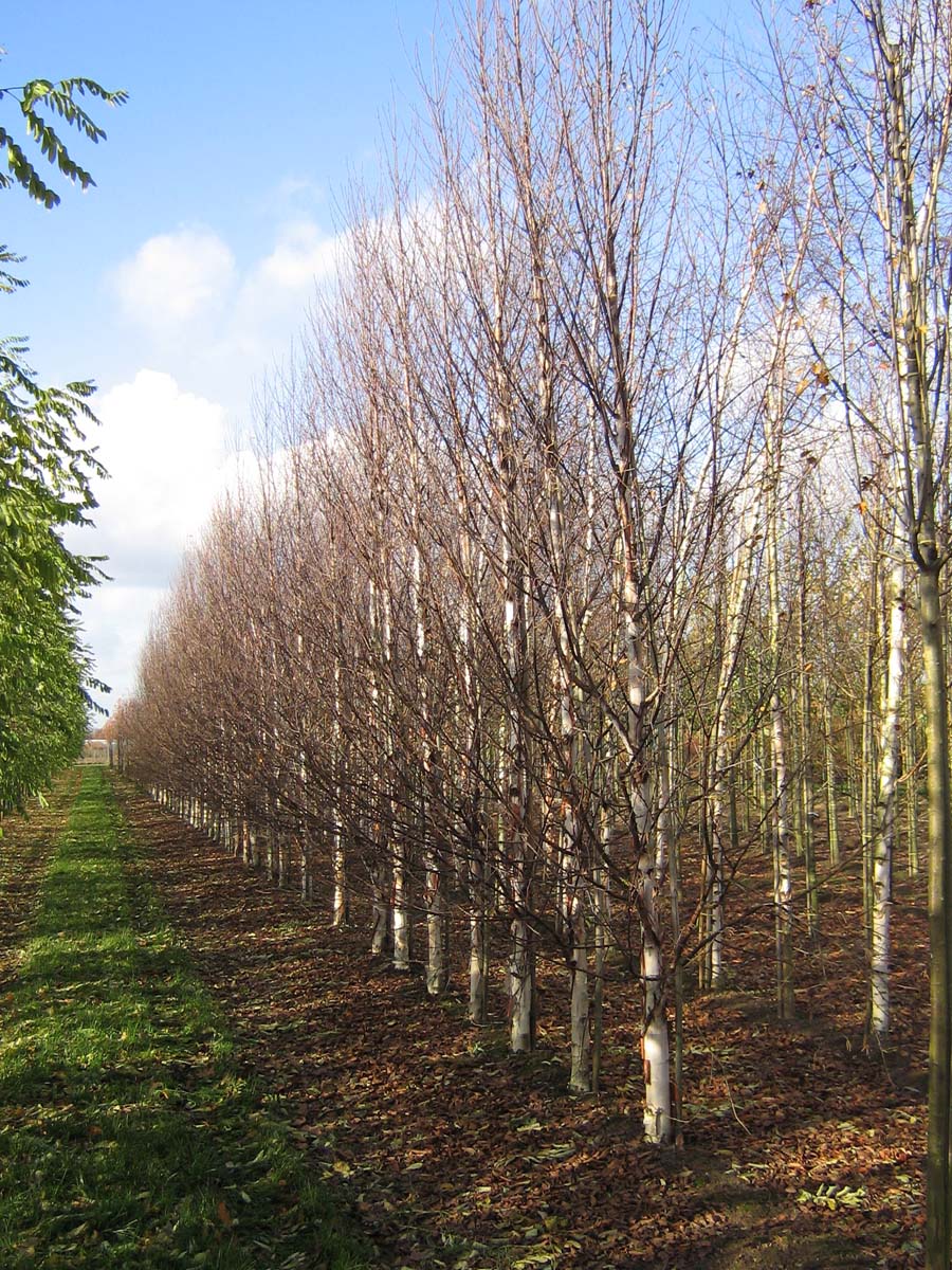 Betula utilis 'Fascination' op stam geveerd