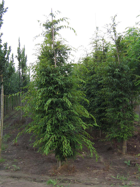 Carpinus japonica op stam geveerd