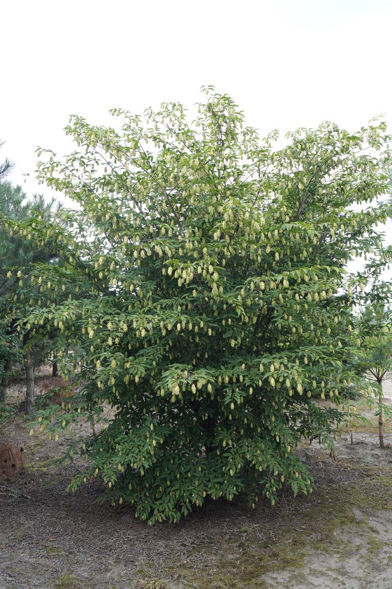 Carpinus japonica op stam geveerd
