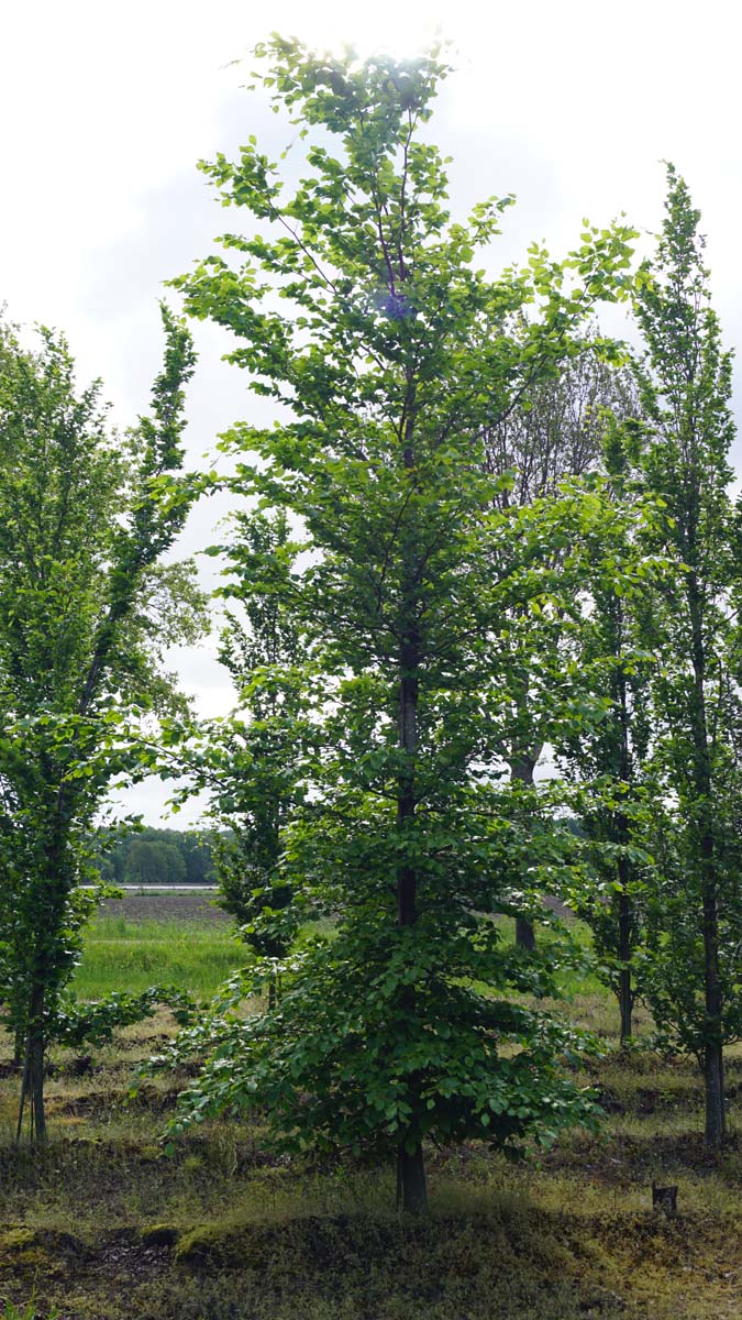 Fagus sylvatica auf Stamm