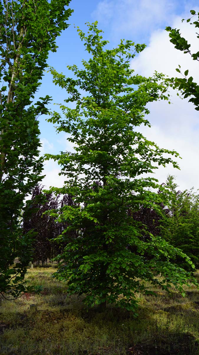 Fagus sylvatica op stam geveerd