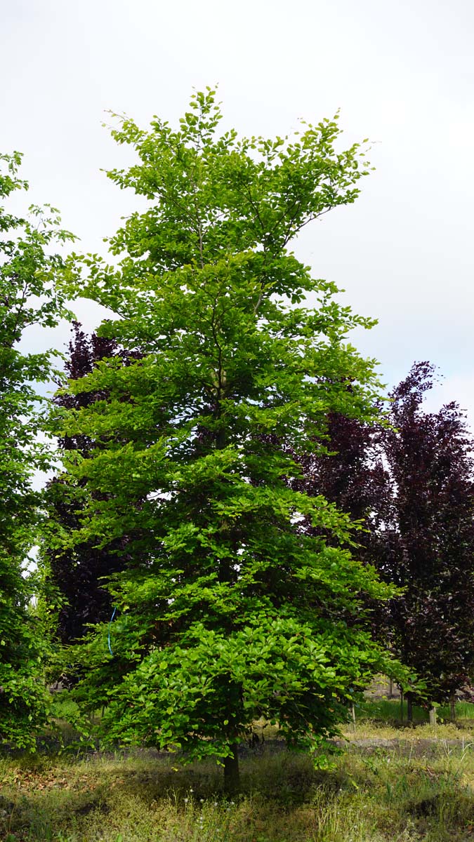 Fagus sylvatica op stam geveerd