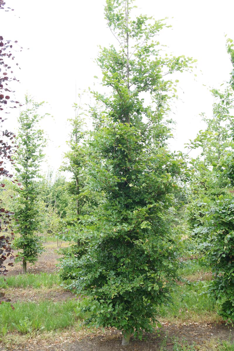 Fagus sylvatica op stam geveerd