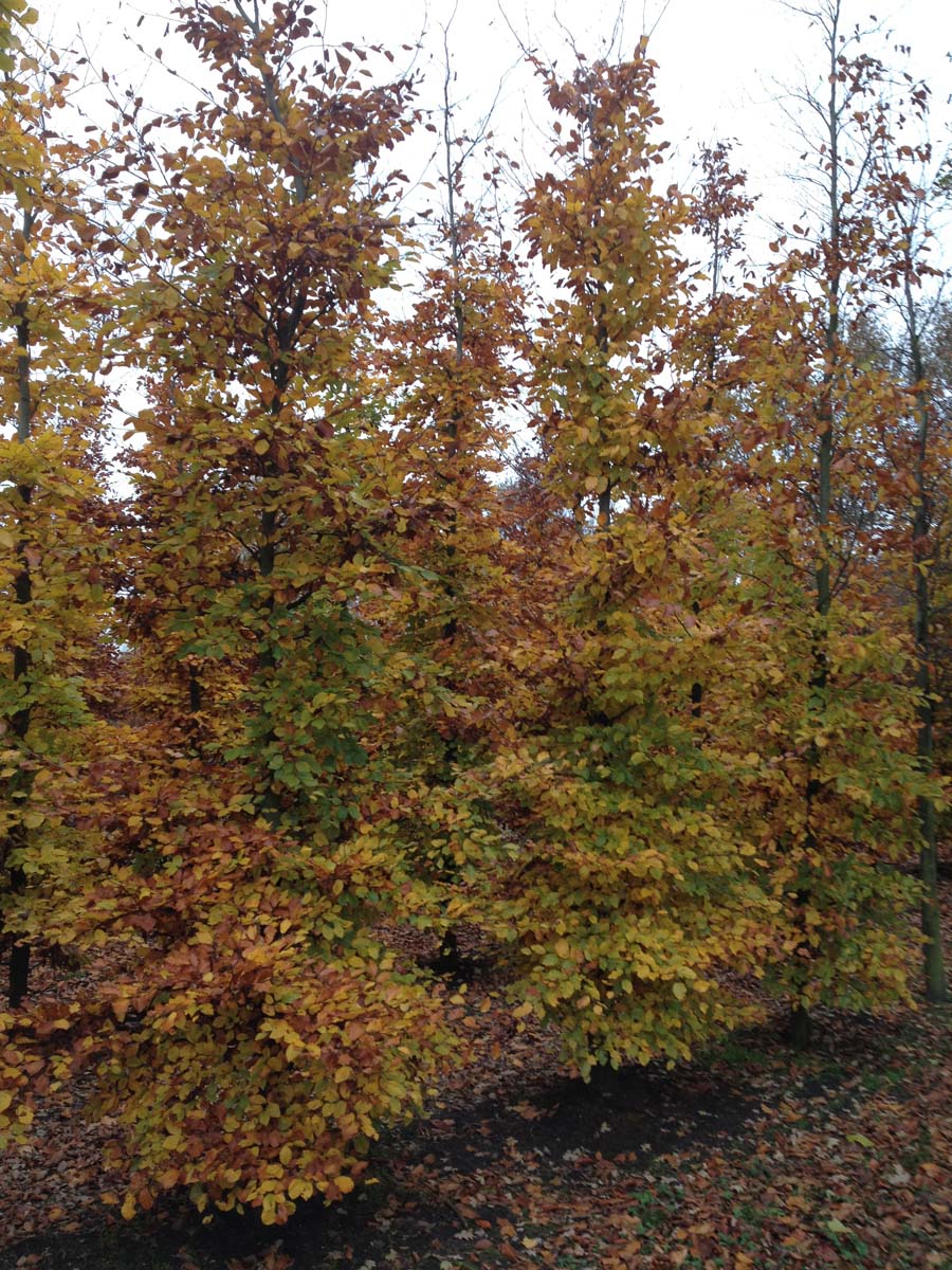 Fagus sylvatica op stam geveerd