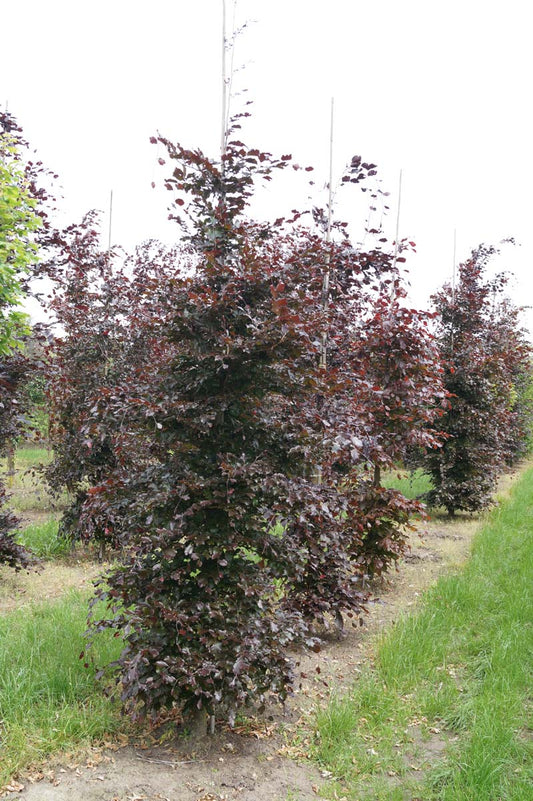 Fagus sylvatica 'Atropunicea' op stam geveerd