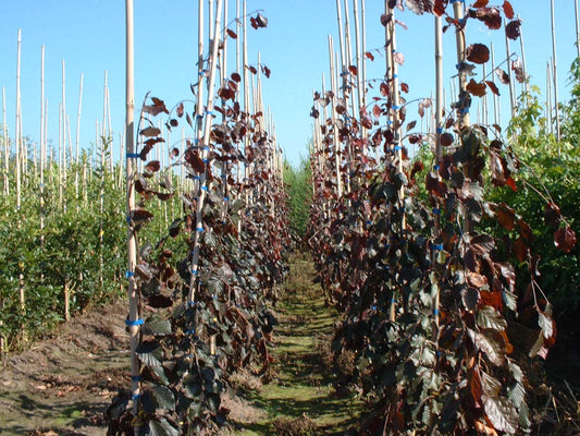 Fagus sylvatica 'Black Swan' op stam geveerd