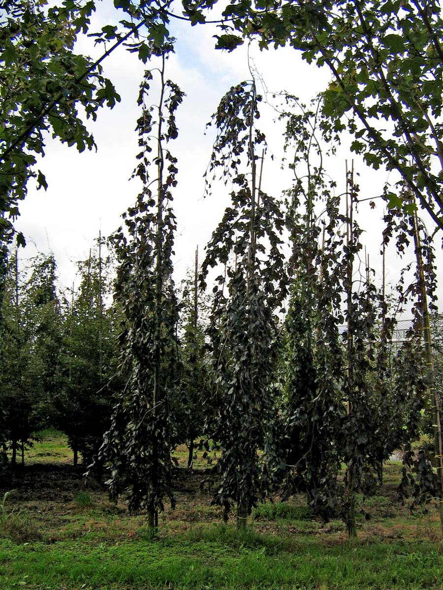 Fagus sylvatica 'Black Swan' op stam geveerd