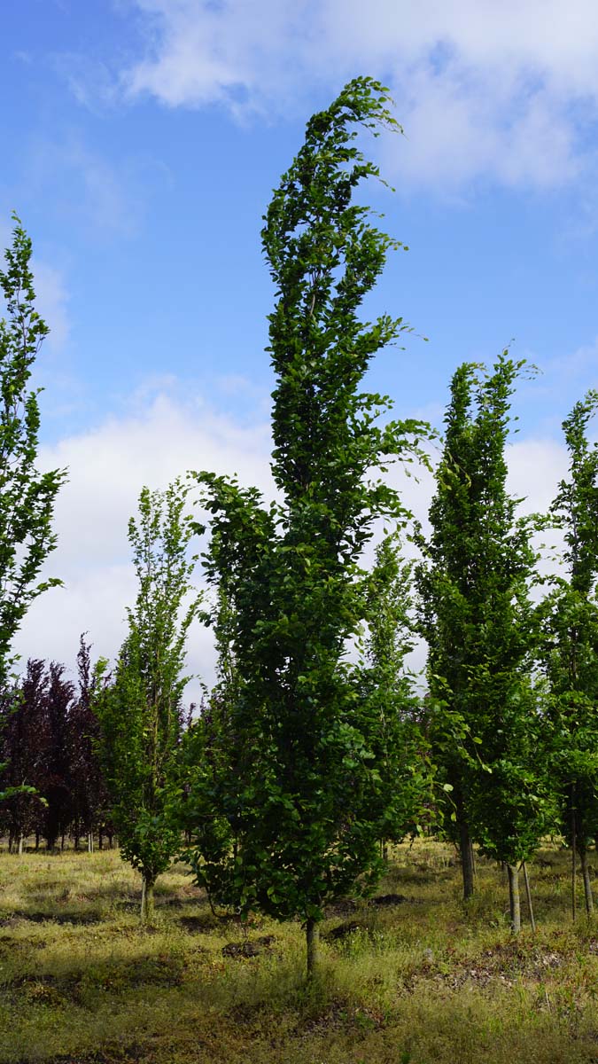 Fagus sylvatica 'Dawyck' op stam geveerd