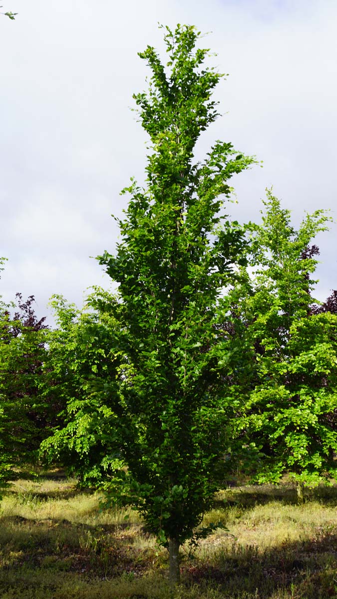 Fagus sylvatica 'Dawyck' op stam geveerd