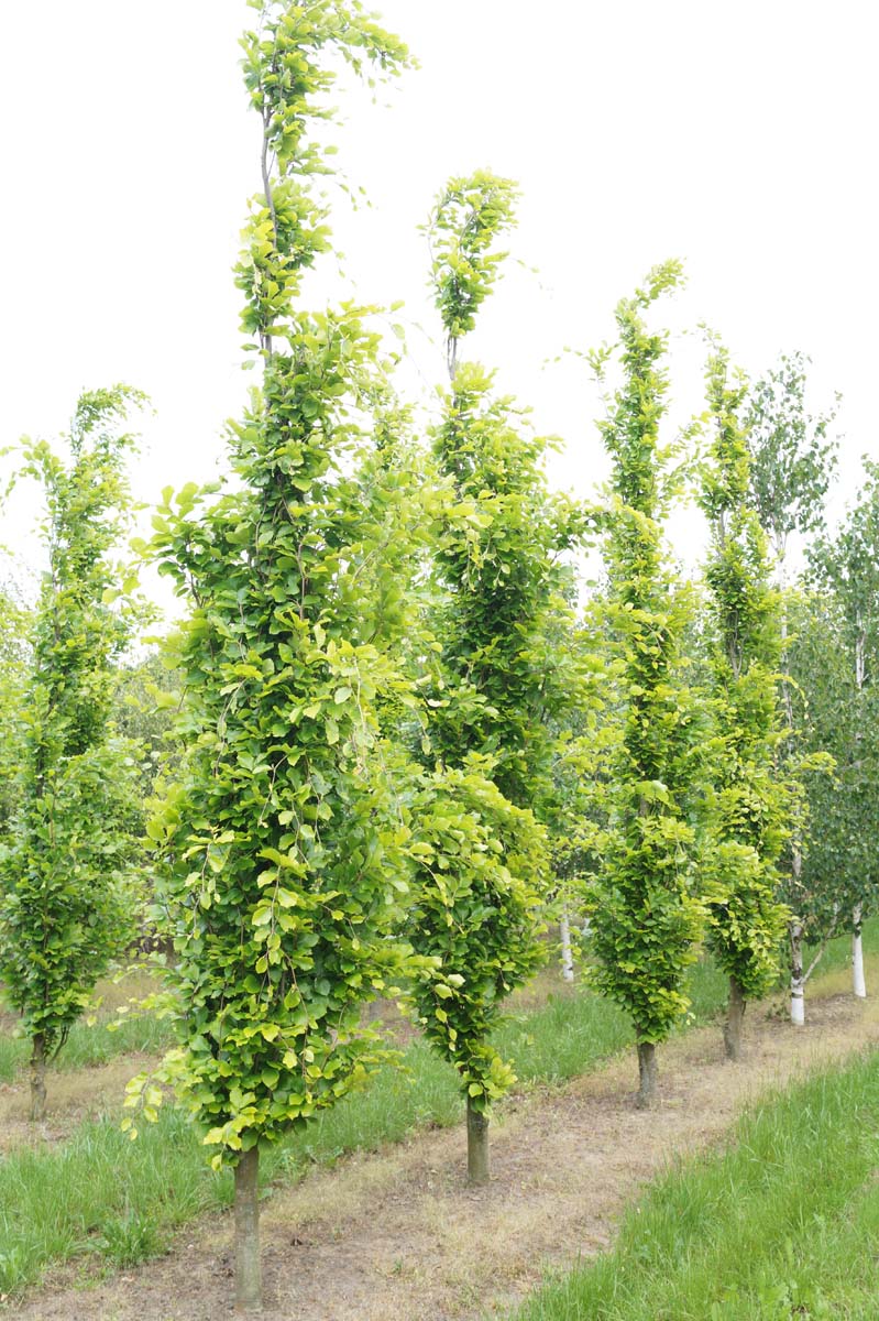 Fagus sylvatica 'Dawyck Gold' op stam geveerd