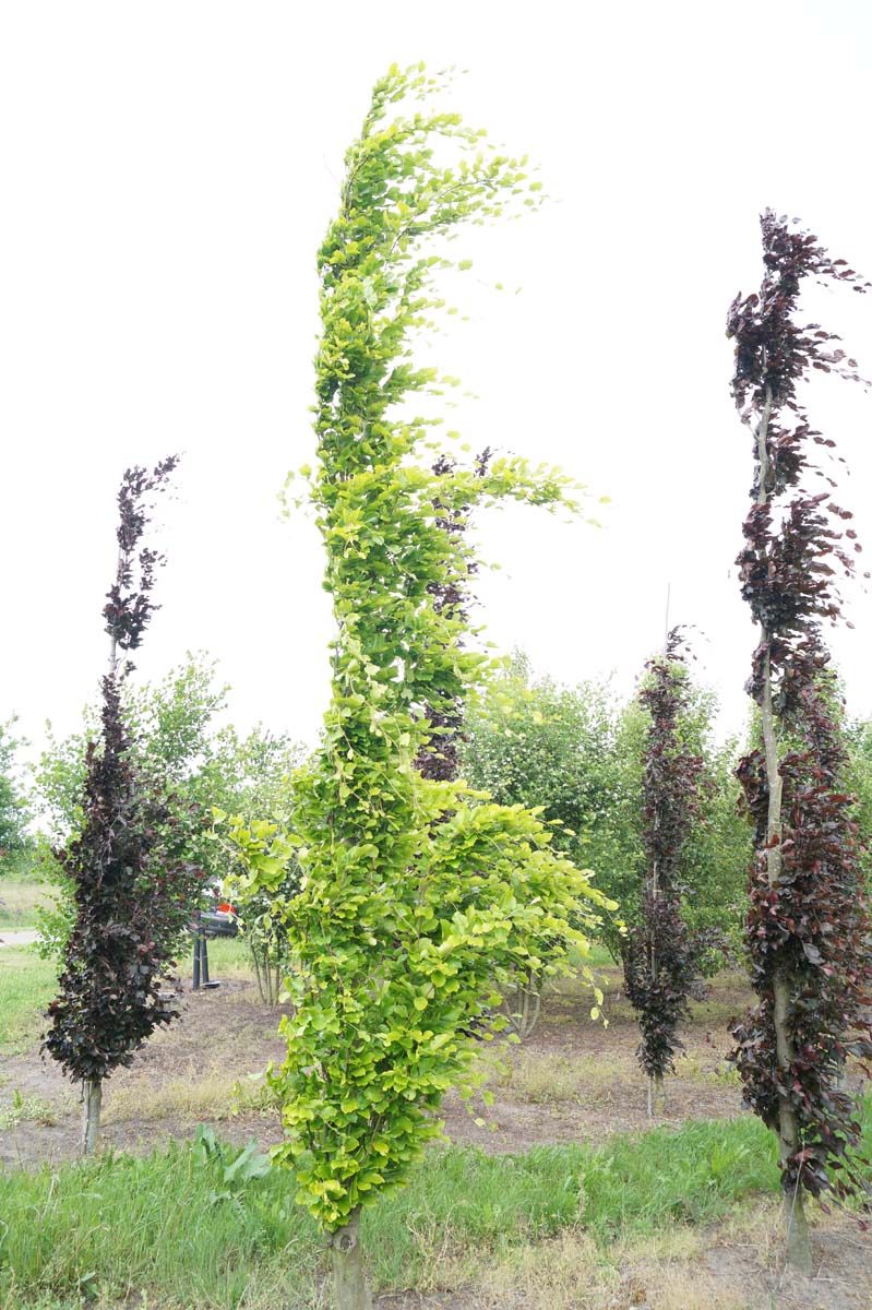 Fagus sylvatica 'Dawyck Gold' op stam geveerd