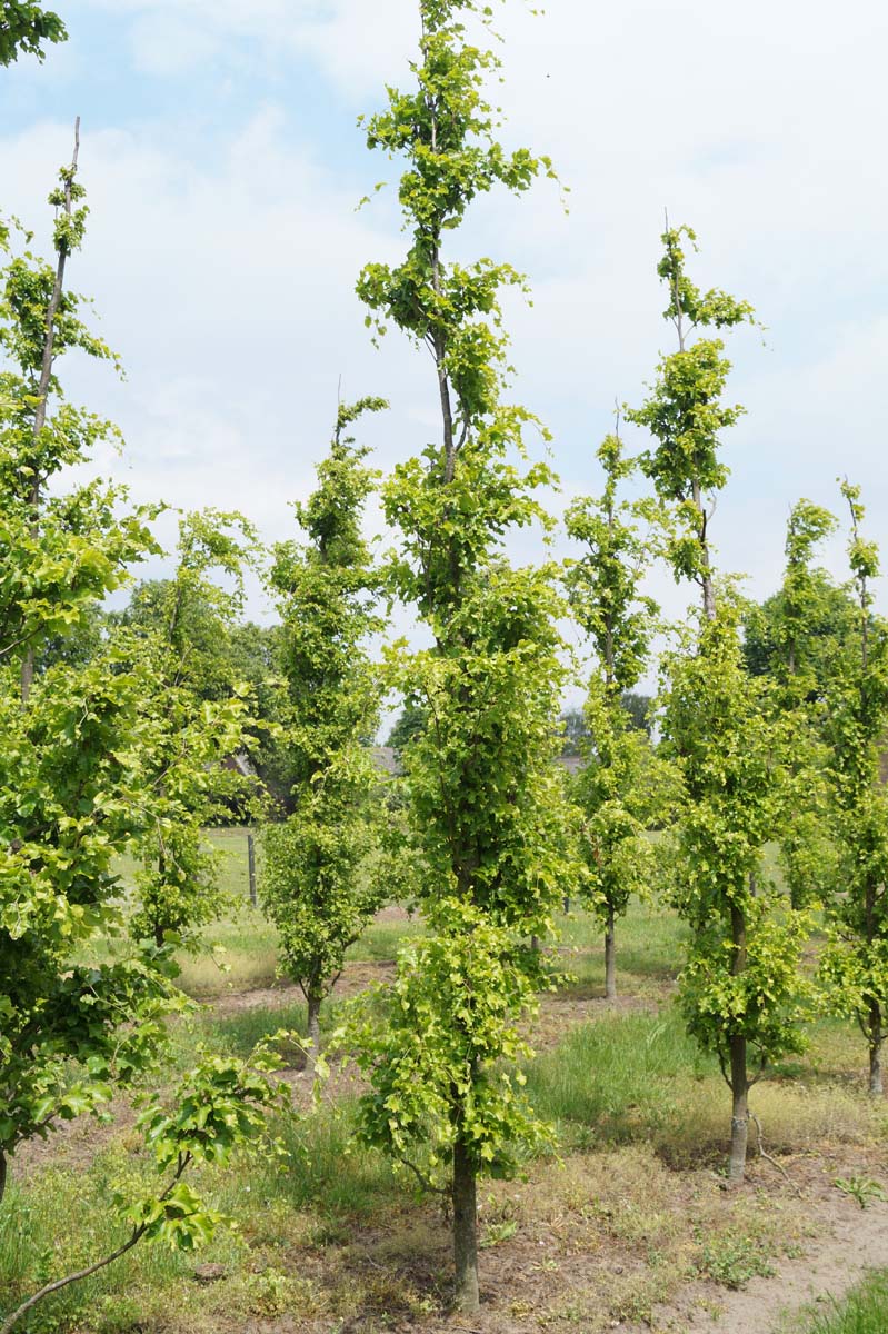 Fagus sylvatica 'Rohan Gold' op stam geveerd