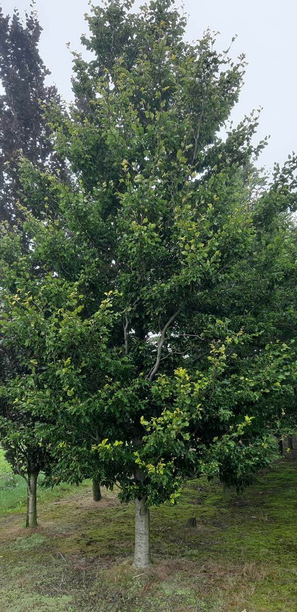 Fagus sylvatica 'Rohan Gold' op stam geveerd