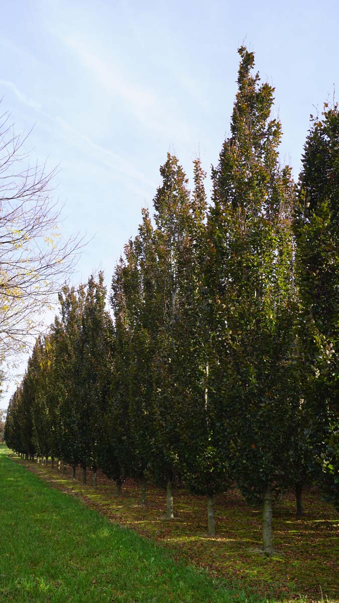 Fagus sylvatica 'Rohan Obelisk' auf Stamm