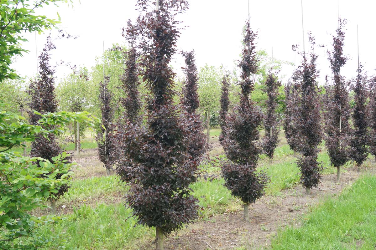 Fagus sylvatica 'Rohan Obelisk' op stam geveerd