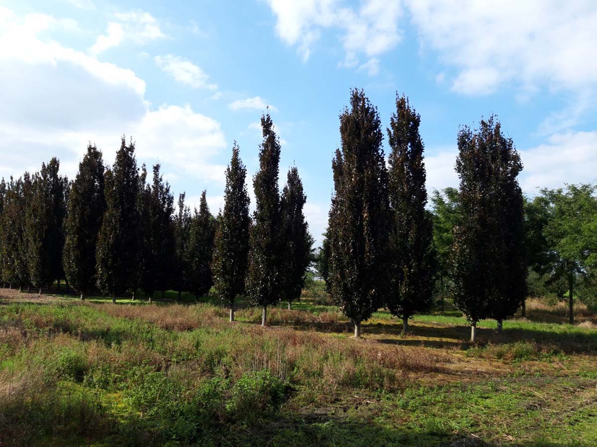Fagus sylvatica 'Rohan Obelisk' op stam geveerd