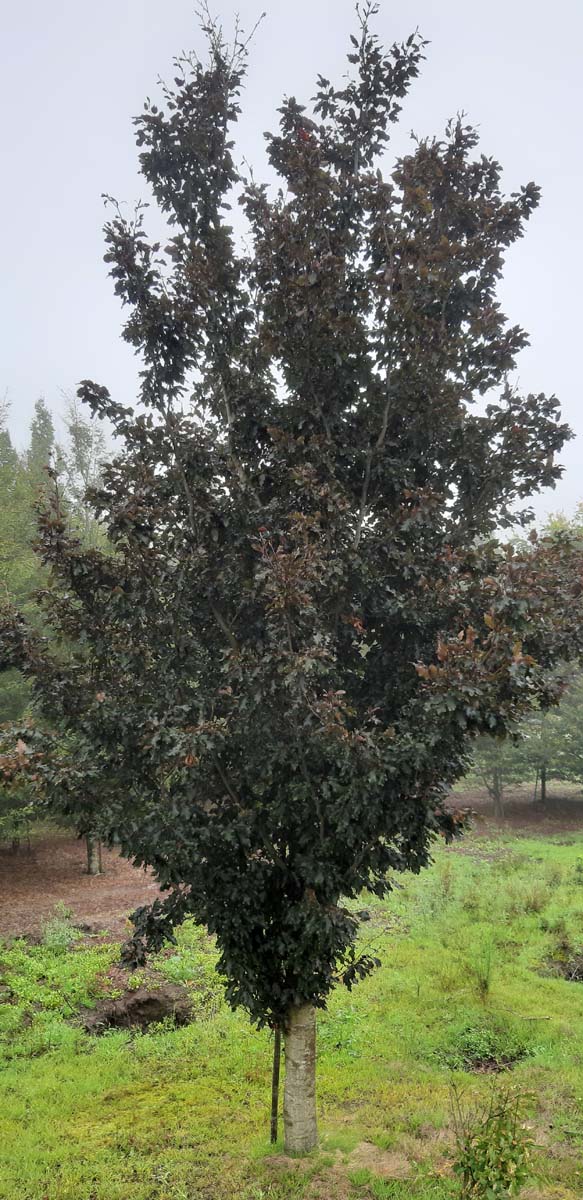 Fagus sylvatica 'Rohanii' op stam geveerd