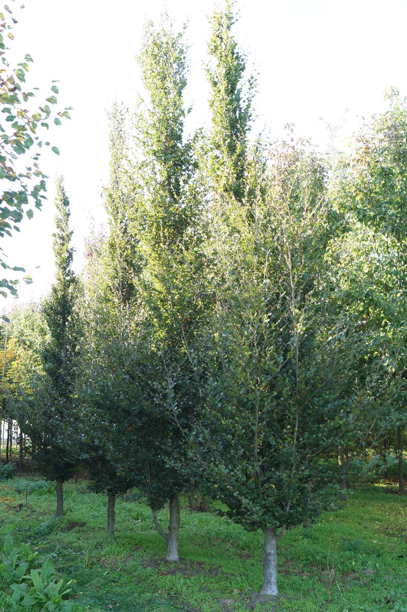 Fagus sylvatica 'Rotundifolia' op stam geveerd