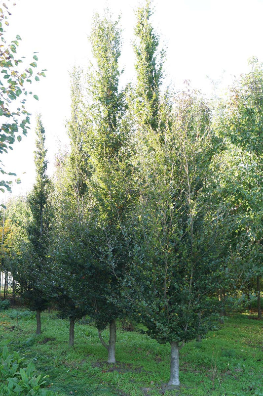 Fagus sylvatica 'Rotundifolia' op stam geveerd