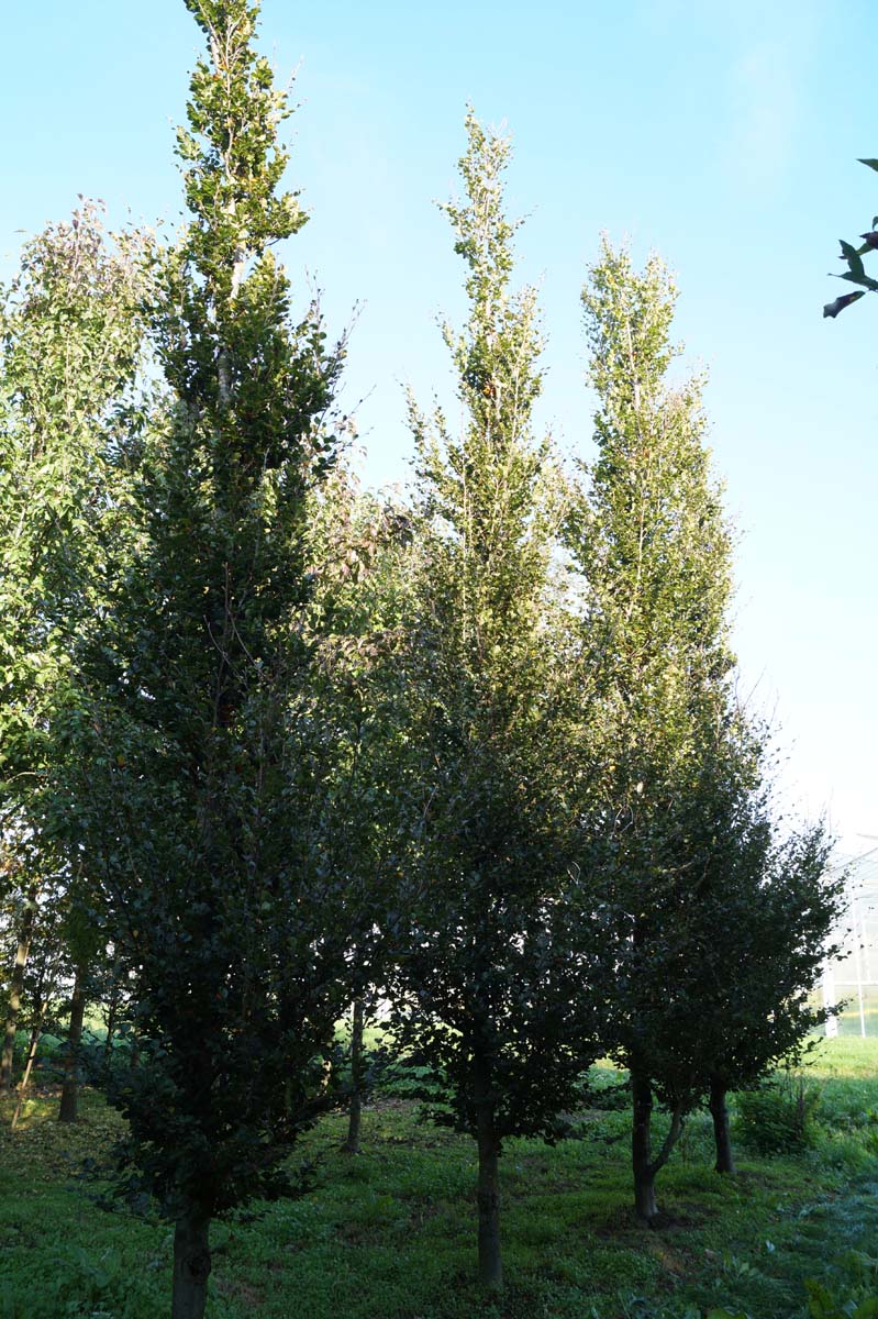 Fagus sylvatica 'Rotundifolia' op stam geveerd