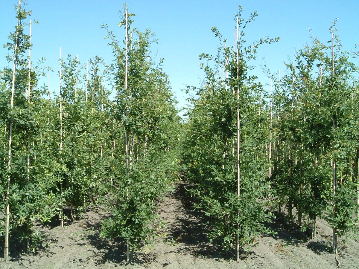 Quercus robur op stam geveerd