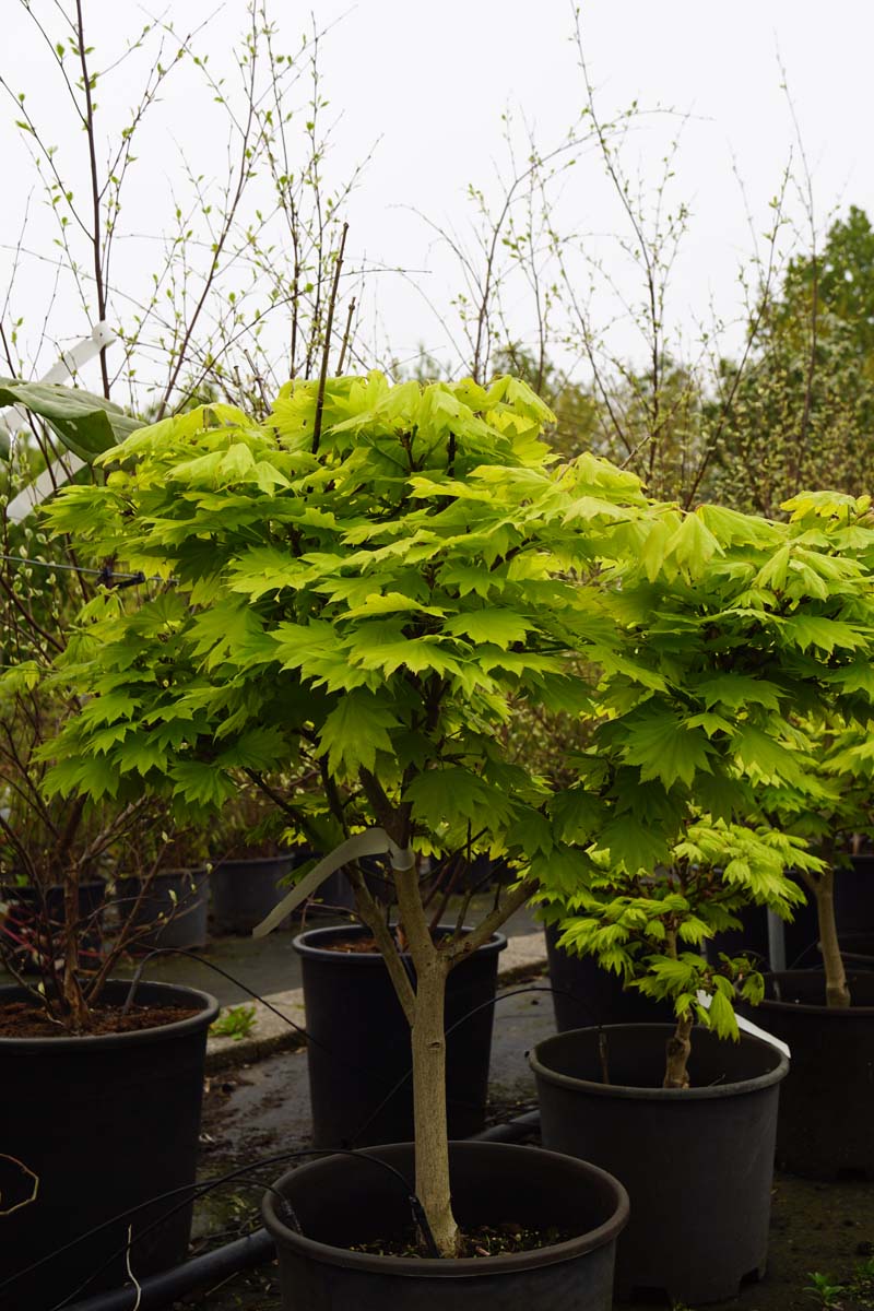 Acer shirasawanum 'Aureum' meerstammig / struik struik