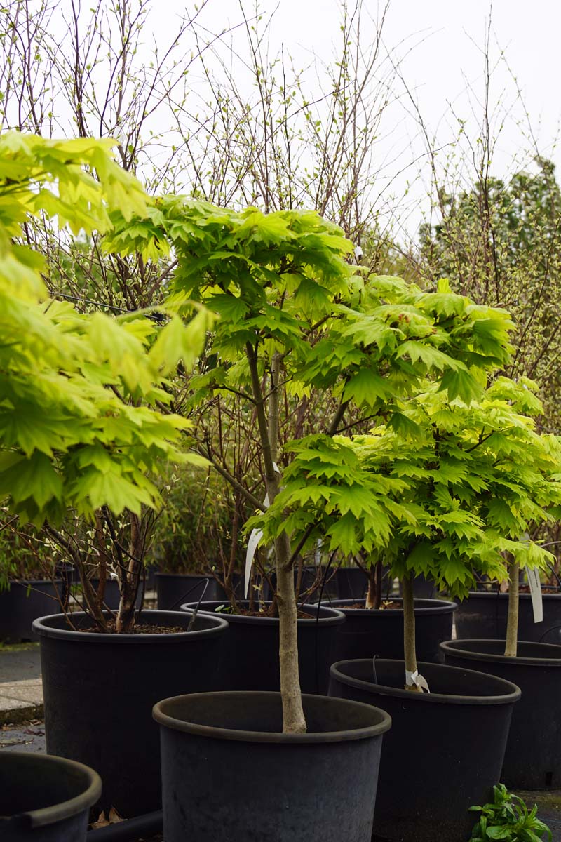 Acer shirasawanum 'Aureum' meerstammig / struik struik