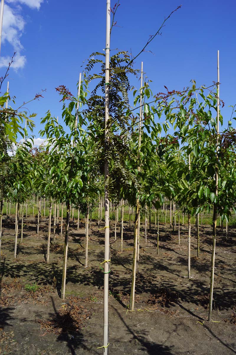 Gleditsia triacanthos 'Rubylace' op stam op stam