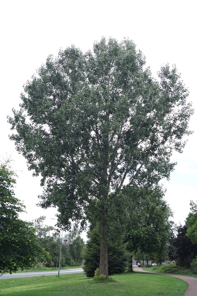 Populus canadensis op stam op stam
