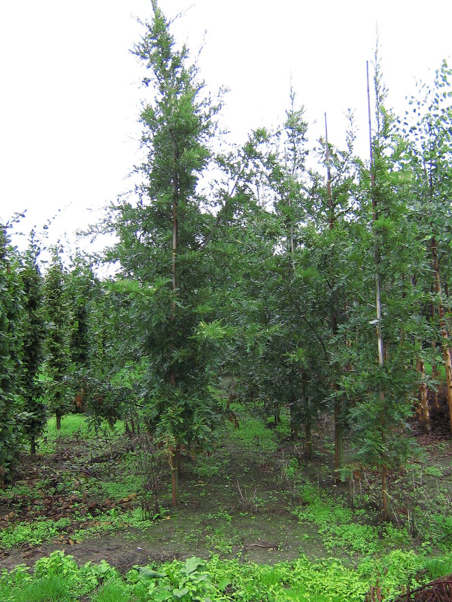 Quercus cerris op stam geveerd