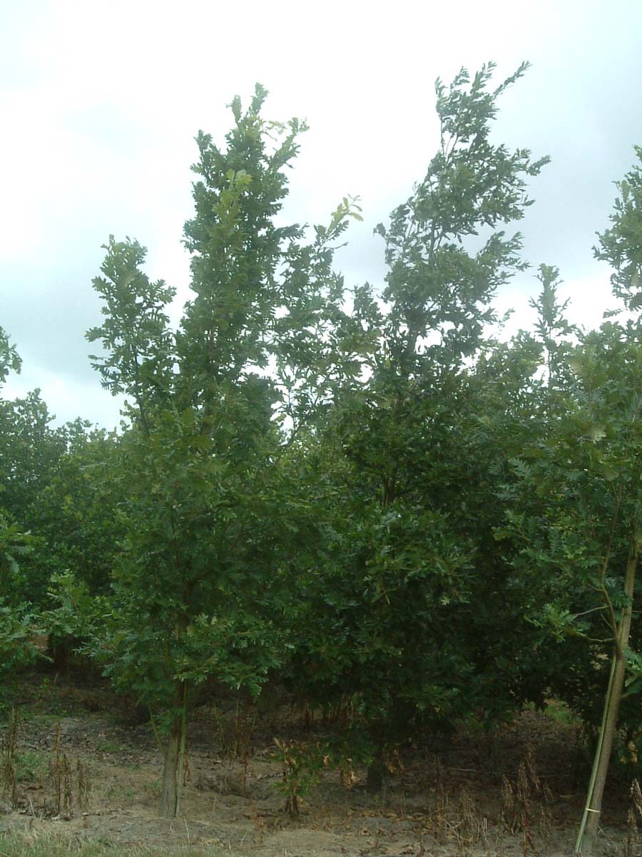 Quercus cerris op stam geveerd