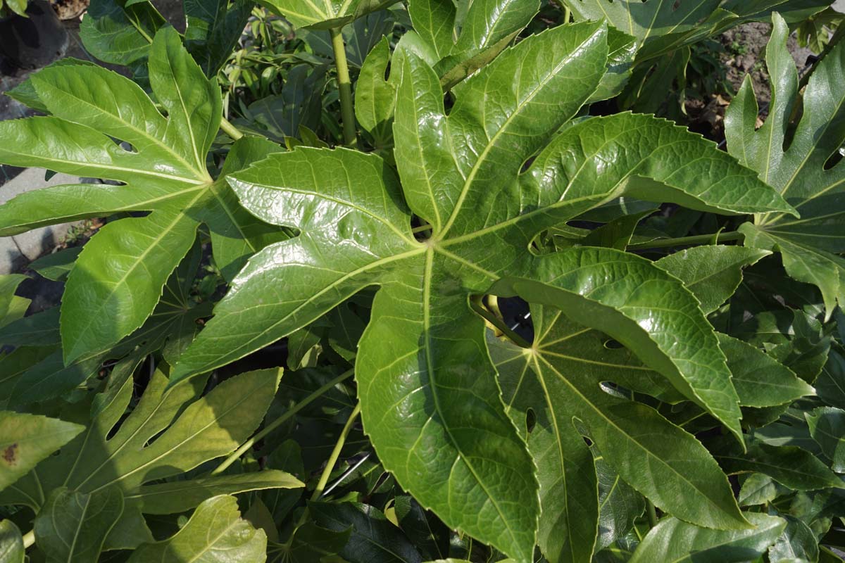 Fatsia japonica blad