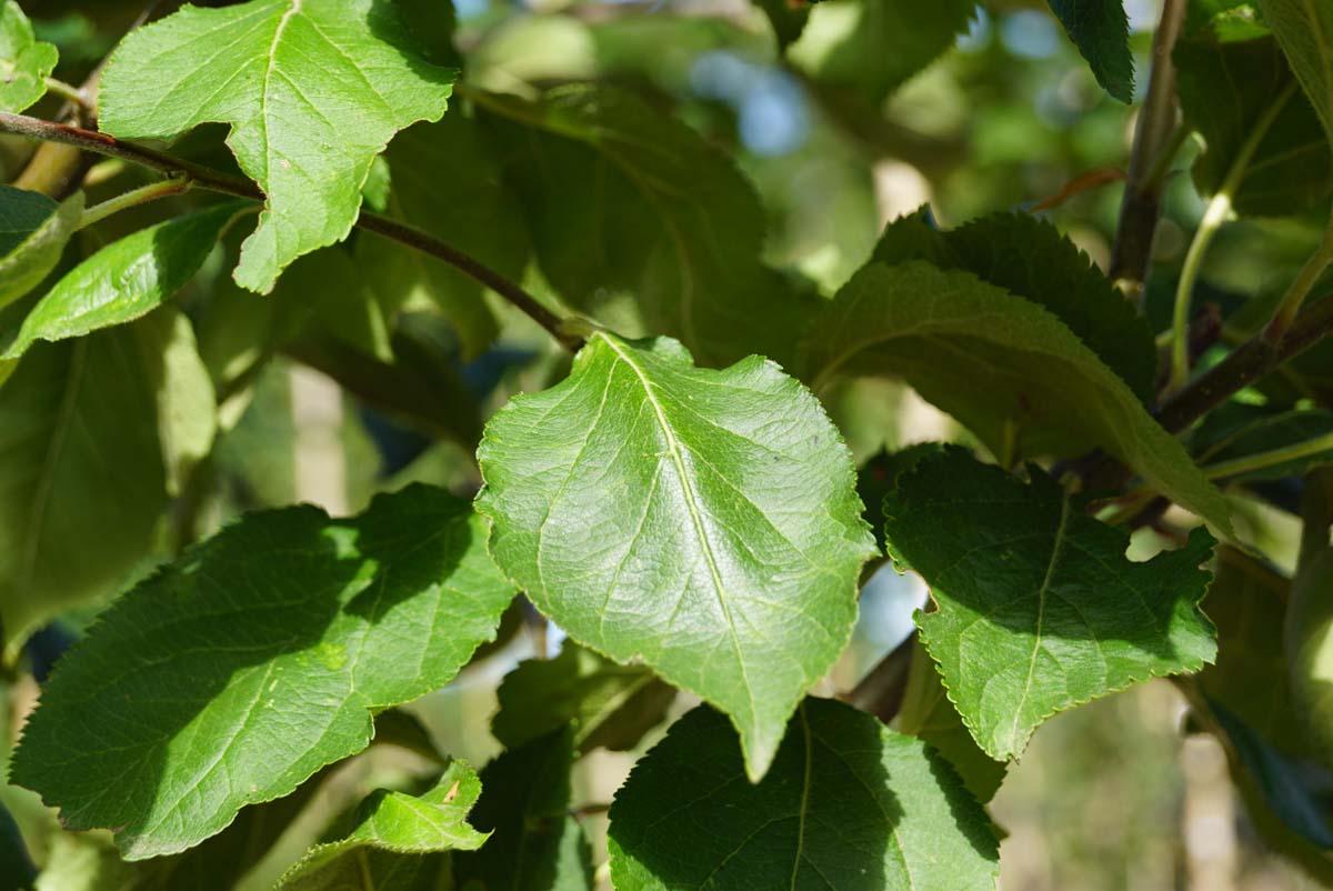 Malus domestica 'Notarisappel' Tuinplanten blad