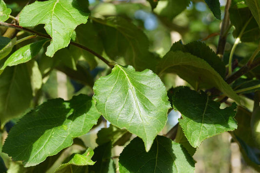 Malus domestica 'Notarisappel' Tuinplanten blad