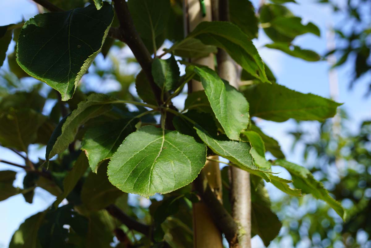 Malus domestica 'Notarisappel' Tuinplanten blad