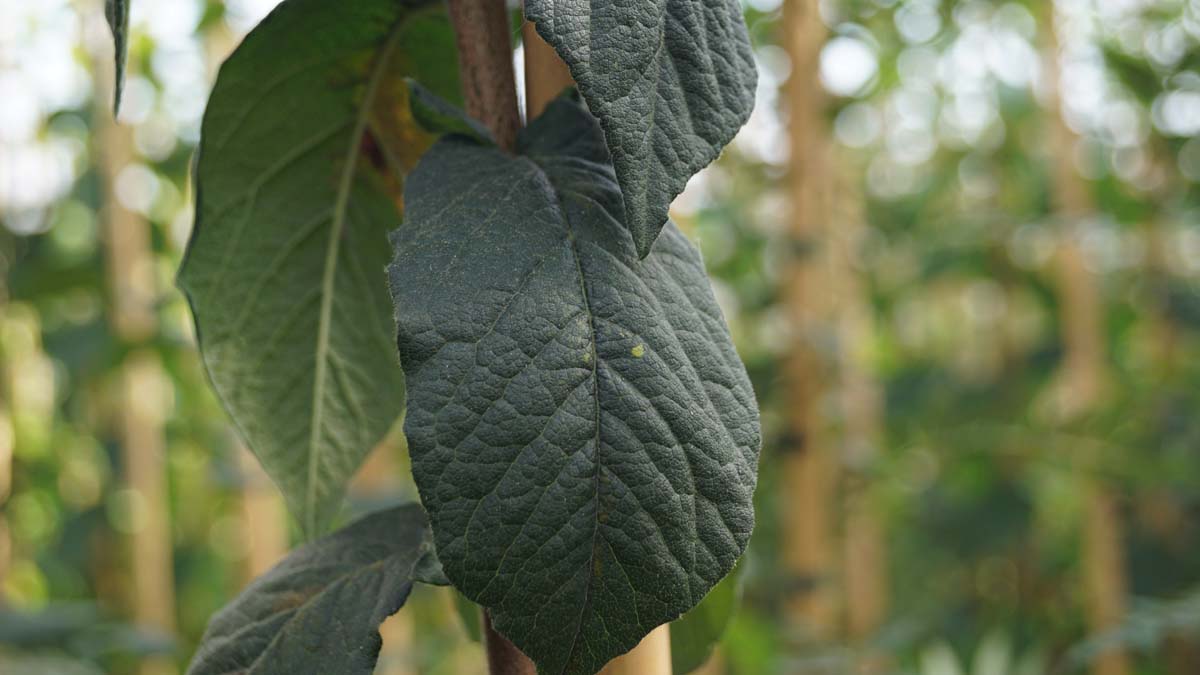 Crataegomespilus potsdamiensis 'Diekto' op stam blad