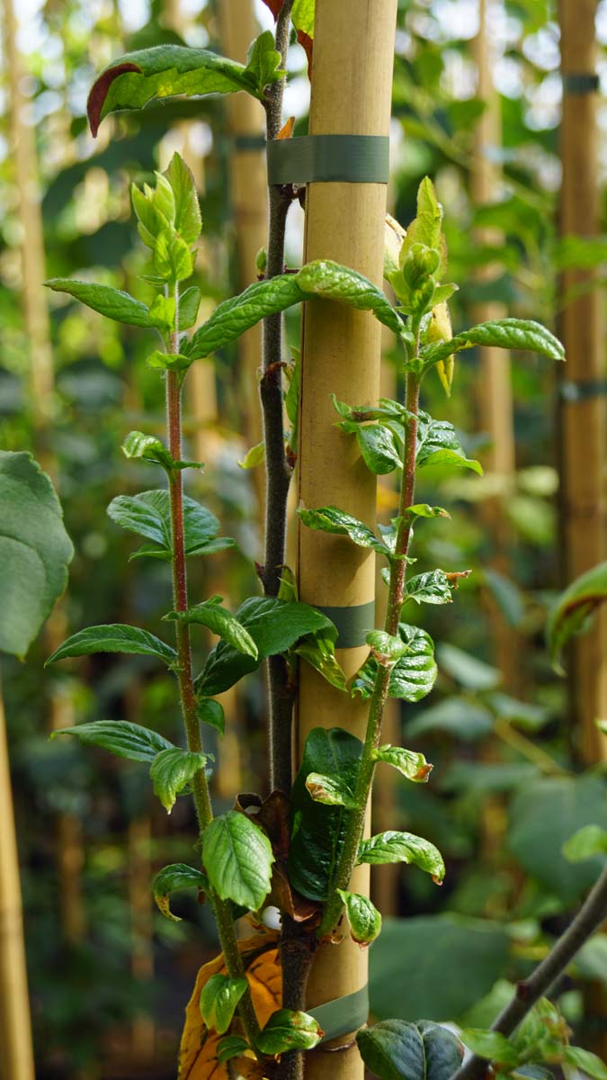 Crataegomespilus potsdamiensis 'Diekto' Tuinplanten blad