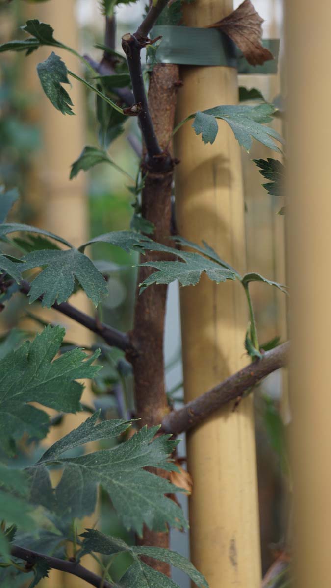 Crataegus ambigua op stam blad