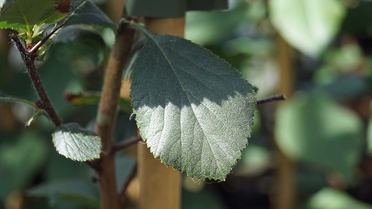 Crataegus ashei op stam blad