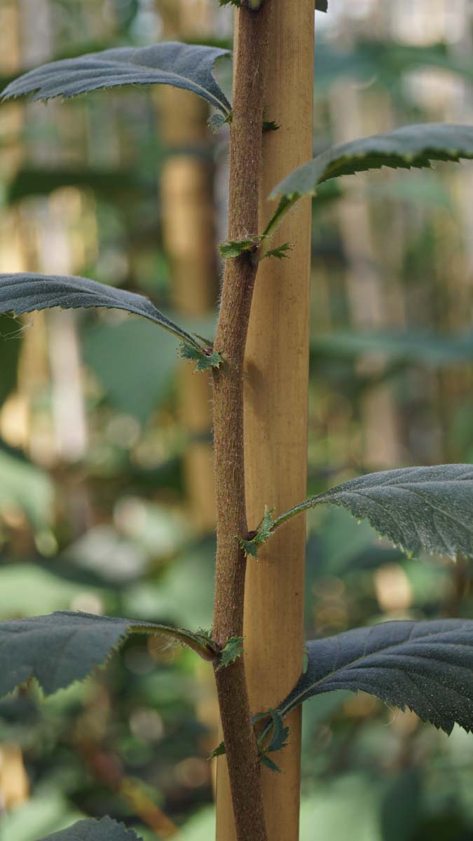 Crataegus ashei op stam blad