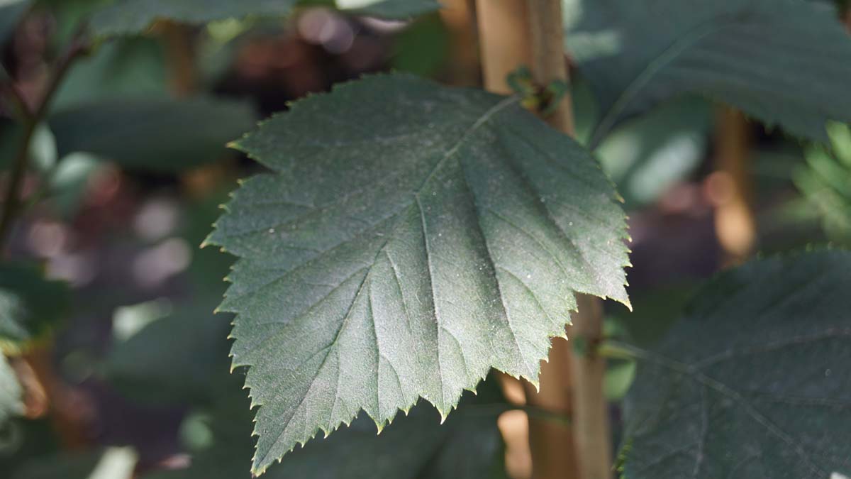 Crataegus calpodendron 'Profilic' Tuinplanten blad