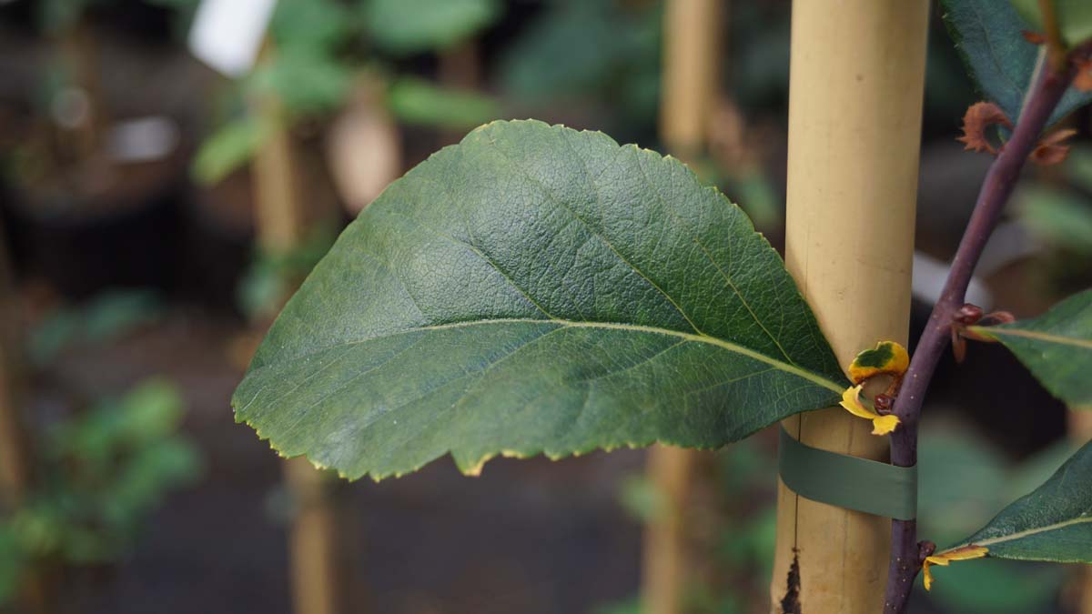 Crataegus crus-galli 'Inermis' op stam blad