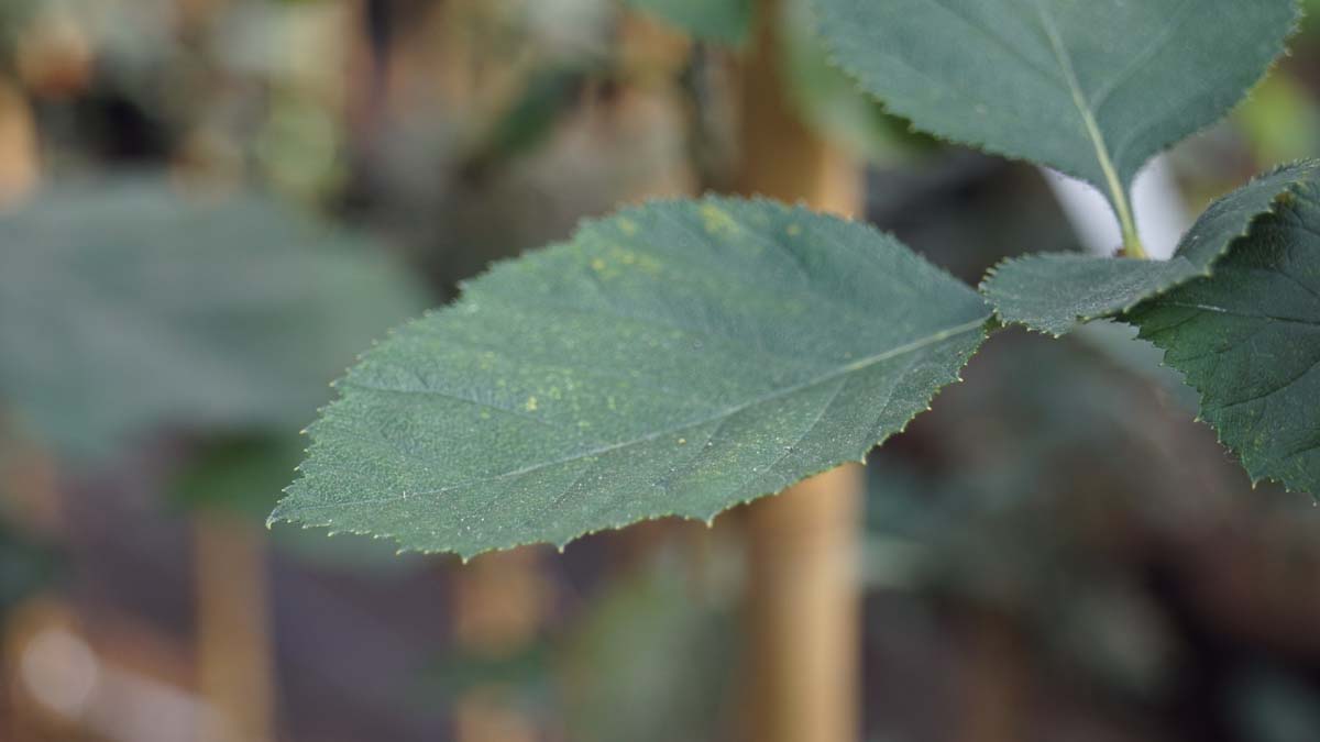 Crataegus harbisonii op stam blad