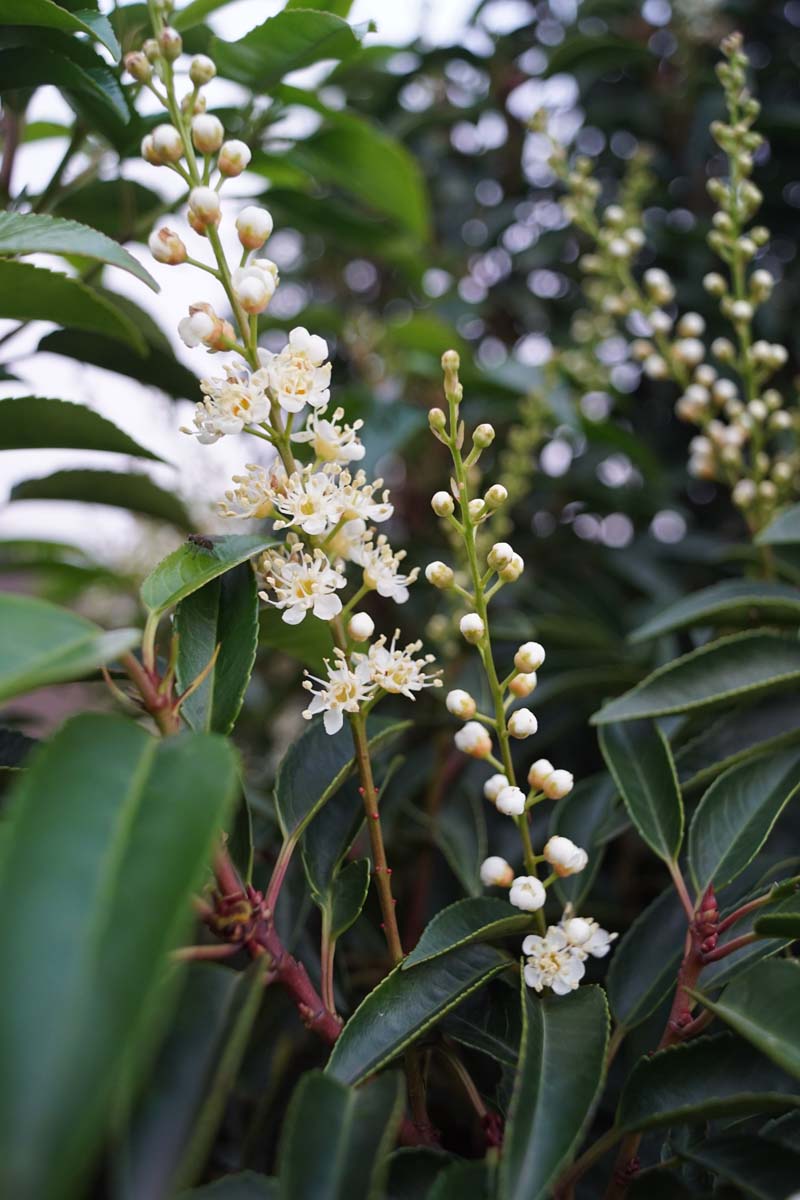 Prunus lusitanica 'Angustifolia' op stam bloem