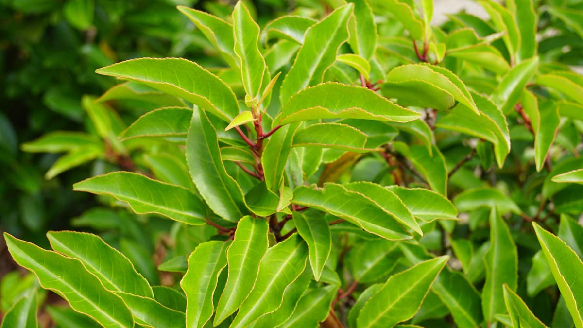 Prunus lusitanica 'Angustifolia' op stam blad
