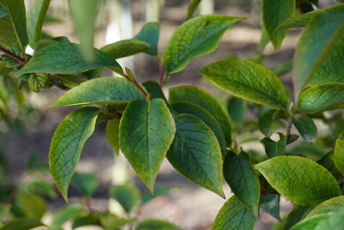 Stewartia pseudocamellia 'Koreana' op stam blad
