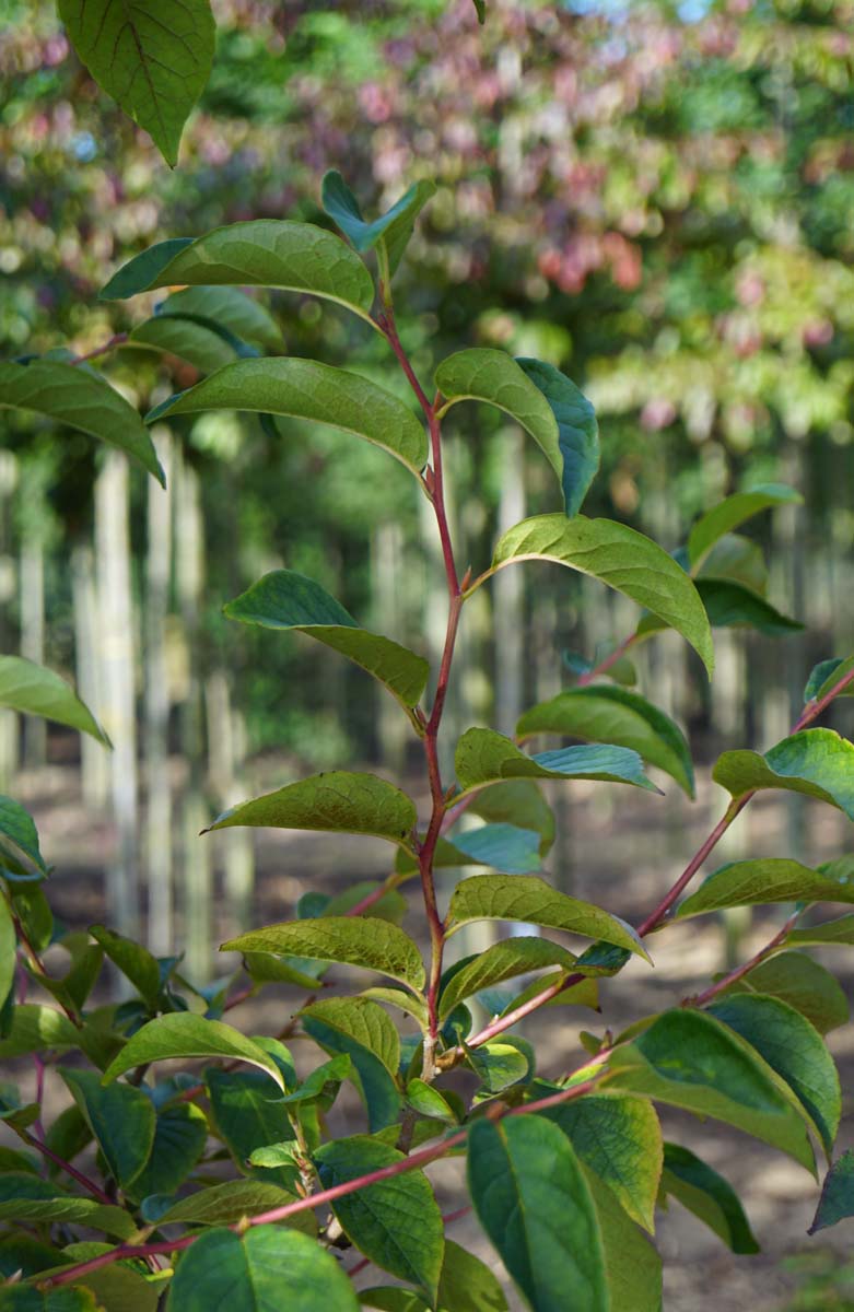 Stewartia pseudocamellia 'Koreana' Tuinplanten blad